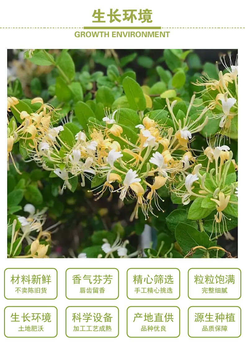 Jin Yin Hua (Lonicera japonica) Dried Honeysuckle Flower — Henan Food Herb for Herbal Tea 500g quality and texture