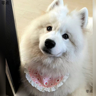 Small, Medium and Large Dog Bibs, Dog Saliva Scarves, Samoyed Cute Golden Retriever Husky Alaskan Neck Scarf