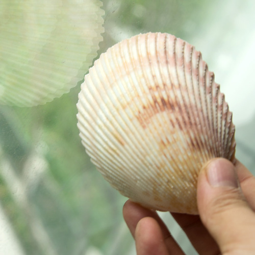 Fuhai/Big Lion Shell, Smooth Rib, Clam Flower, Lion Shell, Home Decoration Crafts, Shell Raw Materials Wholesale