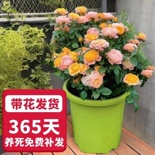 �����Դ�ͥԺ�����̨õ�_����ľ�¼��̨�ļ����廨��֭������