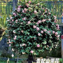 ����ֱ�lԴ�^؛Դ���Ͳ軨ͥԺ�Nֲ�U��ʮ���֝�����������軨