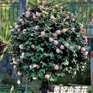 ֱlԴ^؛ԴͲ軨ͥԺNֲUʮ֝軨