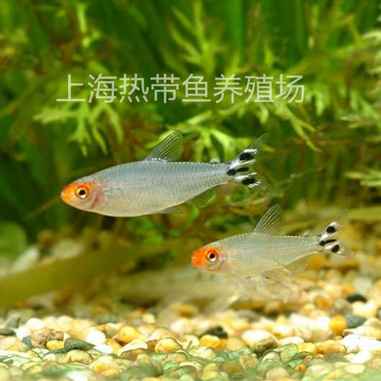 Ножницы с красным носом для рыбы живая лампа семейная рыба маленькая Трава Аквариум группа плавательная рыба тропическая декоративная рыба сумка живая рыболовная ферма оптом в больших количествах