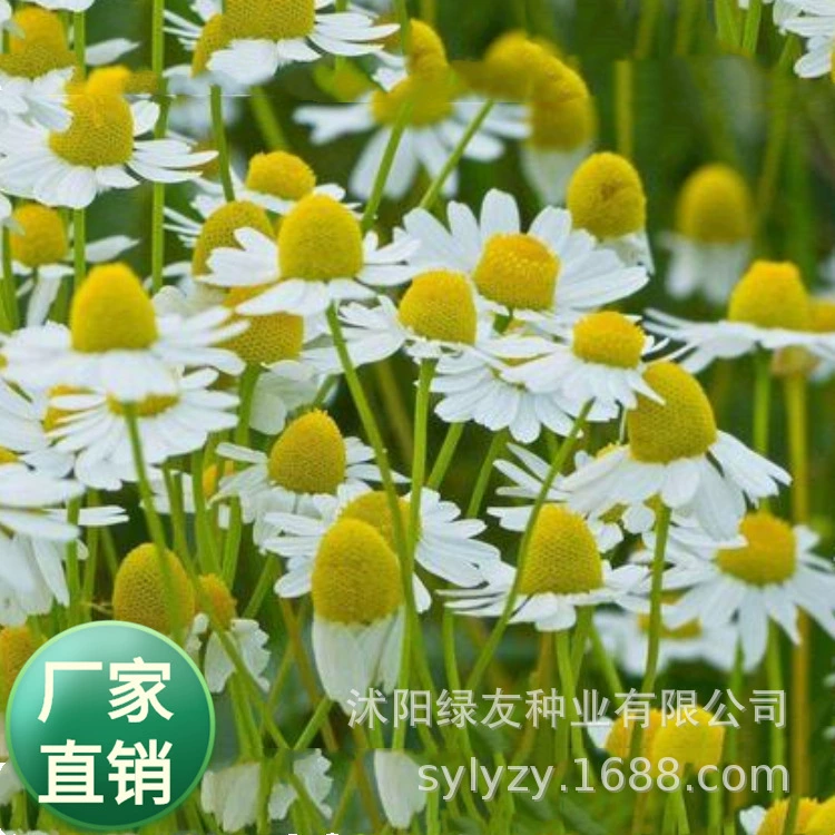 Оптовые семена многолетних декоративных хризантем: немецкая ромашка, римская ромашка, семена материнской хризантемы
