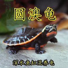 圆澳龟苗深水混养圆奥活体侧颈龟乌龟活体鱼缸混养吃鱼屎吃粪龟