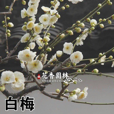 백매화 2cm 굵은 [그해에 피는 것]