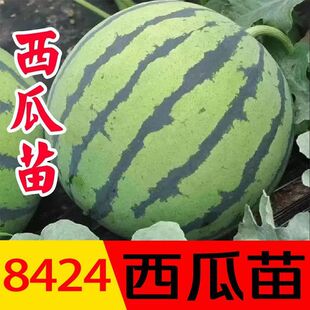 8424�����������������o���҃��̨������������Ҳ�ܷN�����