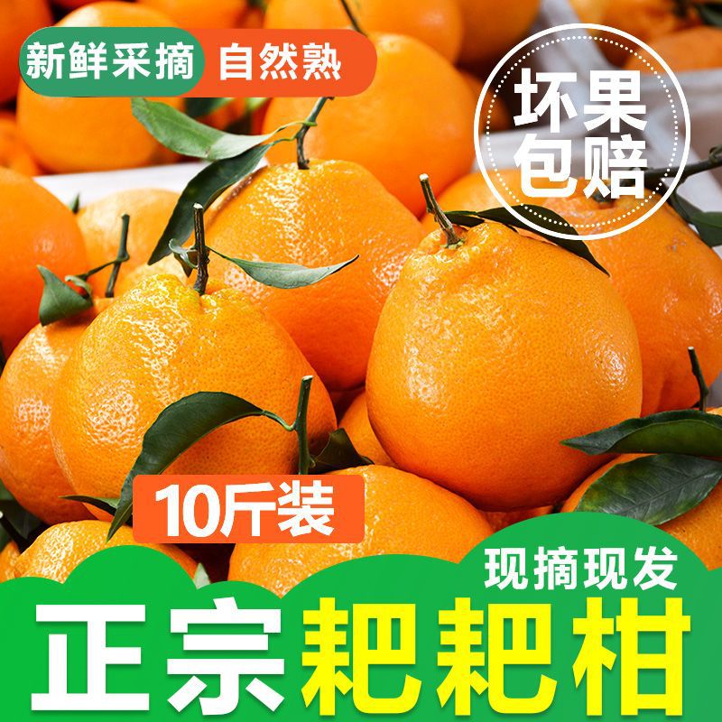 Baba Sichuan Province River Orange fresh fruit Large fruit Unknown Penggan Orange