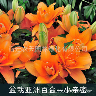 Dropshipping Lily Bulbs, Four-Season Florals, Easy to Feed Potted Indoor and Outdoor Balcony Flower Plant Seeds, Strong Fragrance