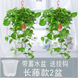 Long rattan green potted wholesale big leaf green basket living room big pot plants hydroponic flowers indoor good climbing vine green plants