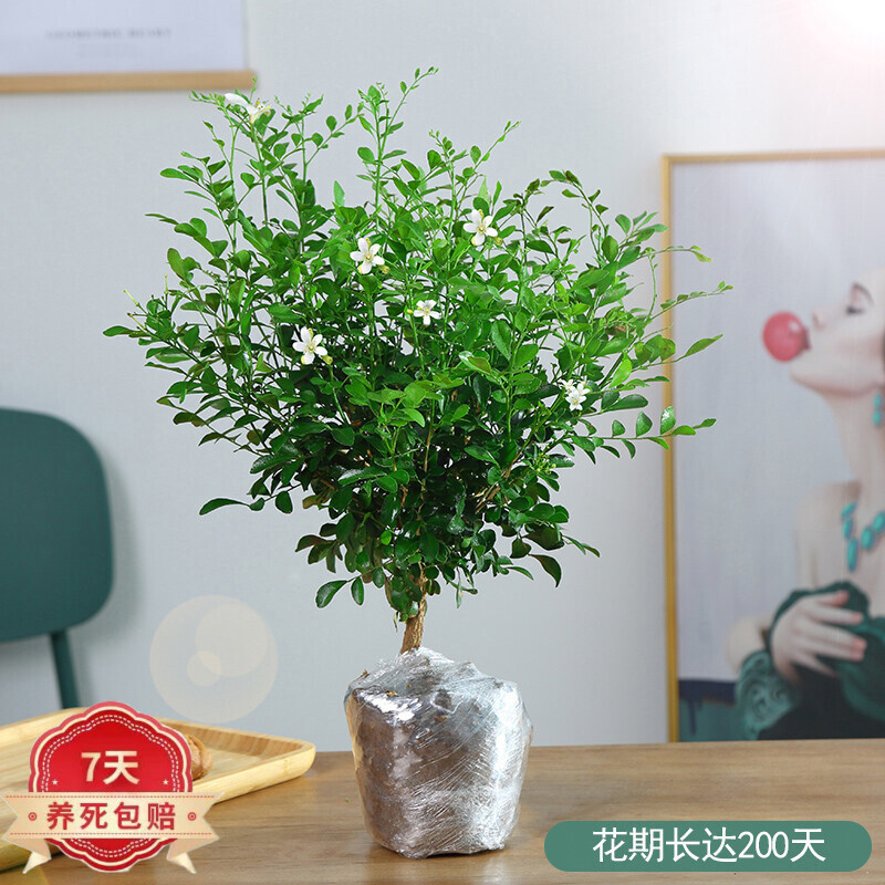 花友九里香盆栽水培植物老桩树苗室内花卉绿植含盆 独杆九里香5