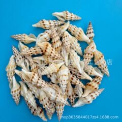 天然贝壳海螺卷管螺鱼缸水族造景家居装饰摄影手工品配件厂家批发