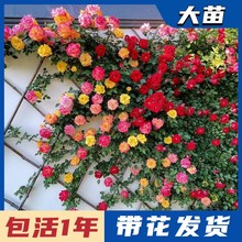 �ٲʺ������¼������Nޱ���玧�����ļ��_���̨ͥԺ�����ٱ��¼�