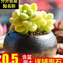 多肉植物室内组合天使之泪花卉秋天盆栽办公桌新款绿植含盆带土