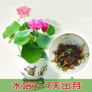 ��ɏ�N���ļ��_��ˮ��ˮ��ֲ��˯ɏ�҃Ⱥ��B�����~���쾰����ˮ�|
