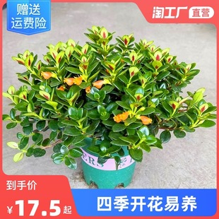 Goldfish Flower Chlorophytum Potted Plant with Buds Indoor Four-Season Evergreen Green Plant Florals Blooming in All Seasons Living Room Room Balcony