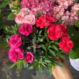 European Carnation Flower Seedlings, Carnation Potted Plants, Evergreen Outdoor Courtyard Lawn, Easy-To-Live Heat-Resistant and Cold-Resistant Flower Gifts for All Seasons