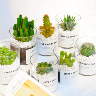 Cactus, Cactus, Office Desktop, Radiation-Proof Plant Potted Plant, Immortal Flowering Succulent Small Potted Green Plant