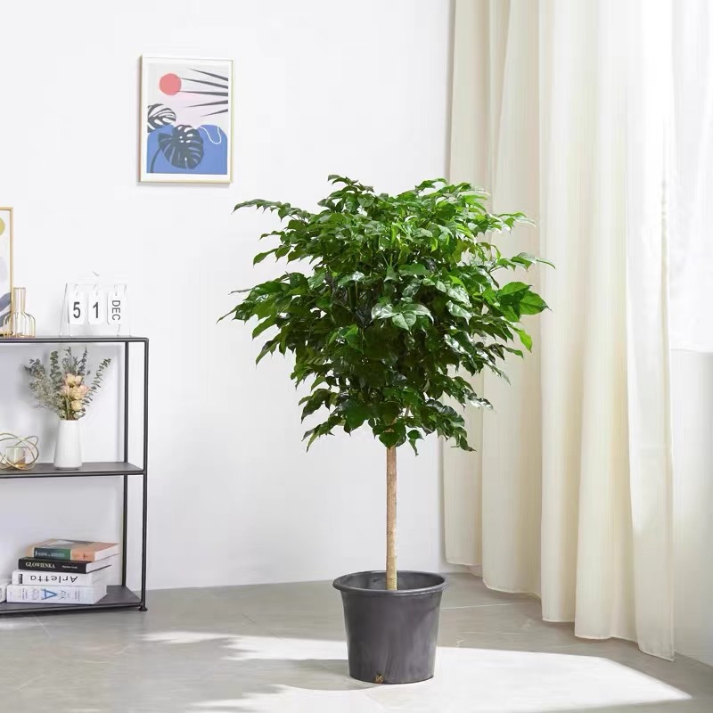 싱글로드 해피 트리 70 a 90cm