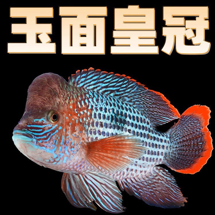 鱼缸红尾皇冠鱼活体玉面皇冠鱼起头活鱼蓝面财神中大