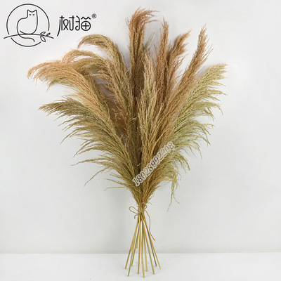 Manufactor Supplying Dried flowers 1 reed natural Botany Wedding celebration Hall Decorative flowers Spend eternity