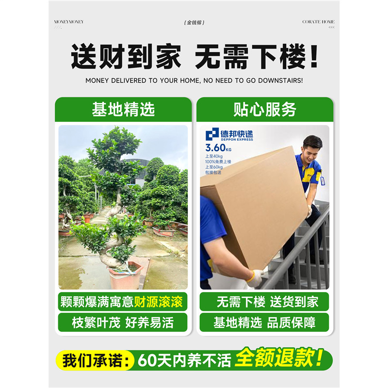 Money Banyan Large Potted Indoor Large Bonsai Fortune Money Tree Living Room Office Money Tree Fortune Tree All Year Round