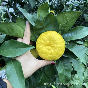 Citron Saplings, Citron Saplings, Citron Saplings, Pomelo Saplings, Potted Plants Planted in the North and South, Fruit Saplings Planted in the Ground, Fruit Saplings That Bear Fruit in the Same Year