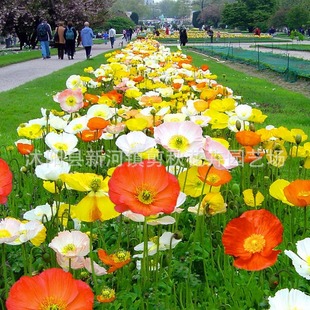 Iceland Poppy Seeds Perennial Flower Seeds Perennial Mixed Color Flower Seeds Landscape Greening Flower Seeds Poppy