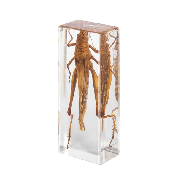 11CM large cotton locust