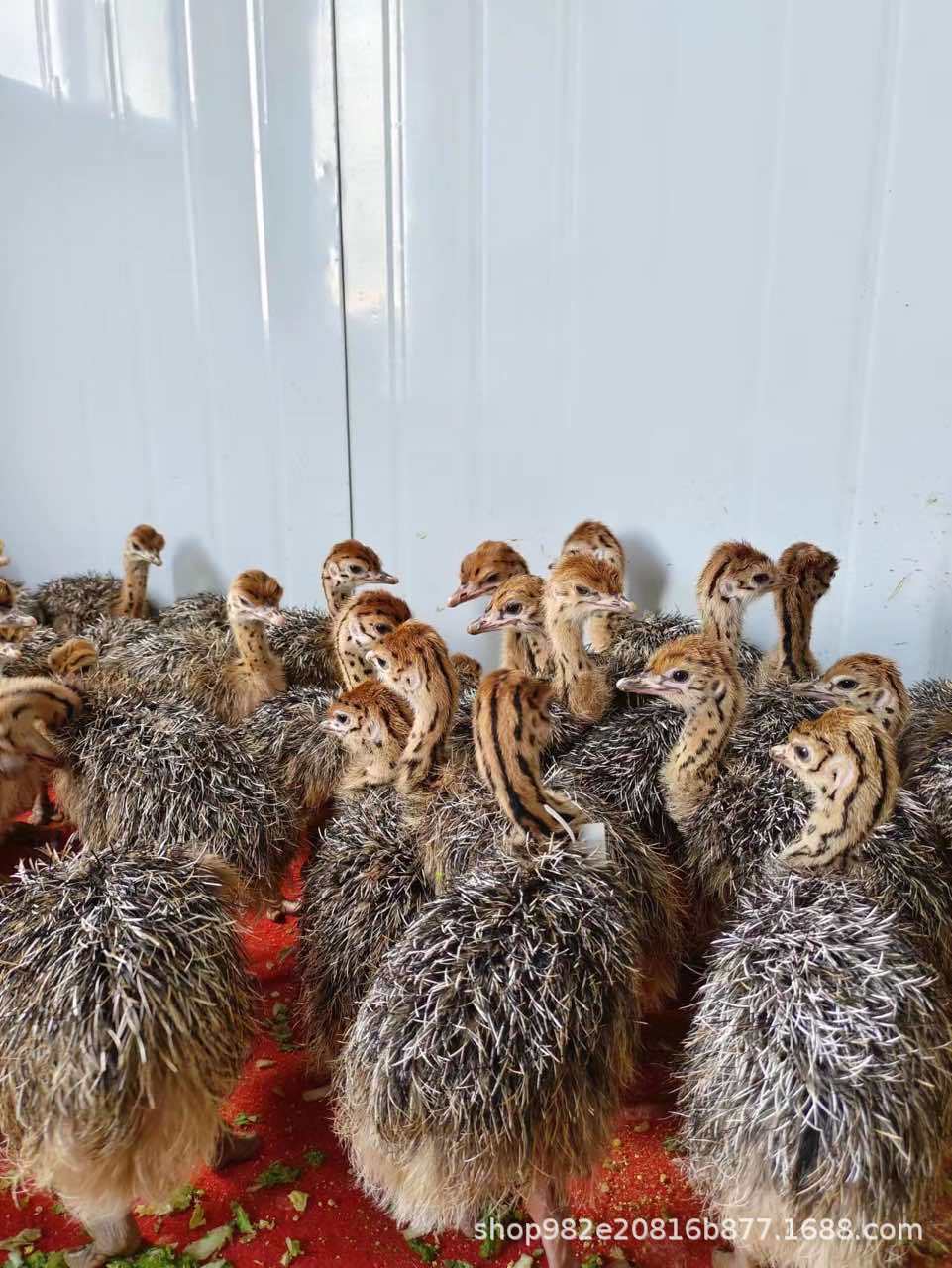 lADPJxf-2-uNOojNBQDNA8E_961_12