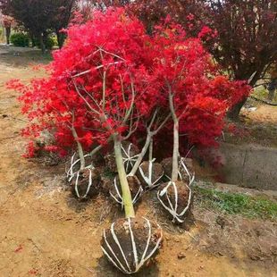 Red Maple Saplings Ground Potted Plants All Year Round House Courtyard Japanese Red Maple American Red Maple Road Greening Seedlings Street Trees