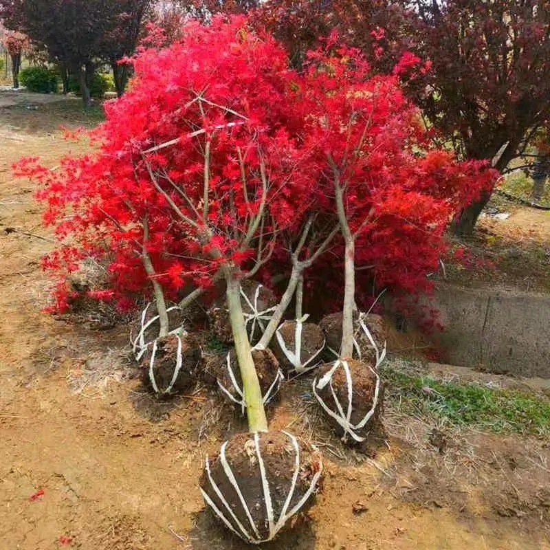 Red Maple Saplings Ground Potted Plants All Year Round House Courtyard Japanese Red Maple American Red Maple Road Greening Seedlings Street Trees Red Maple Saplings Ground Potted Plants All Year Round House Courtyard Japanese Red Maple American Red Maple Road Greening Seedlings Street Trees