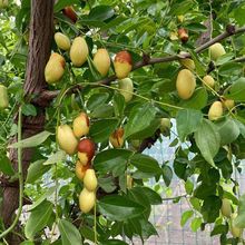 ӏ^RtrЋDˮuėRϬFժ