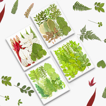 真树叶干花压花材料包押花相框装饰植物标本滴胶饰品儿童DIY手工