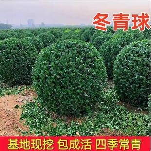 Holly Ball Saplings Planted on the Ground, Cold-Resistant Plants, Large-Leaf Boxwood Ball-Shaped Courtyard House Fence Fence Tree Greening Seedlings