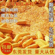 玉米粒喂鸡鸭猪鱼饵饲料农家钓鱼100斤包邮50斤6斤普通散装干玉米