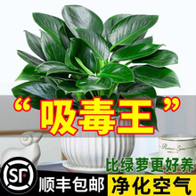 �������ֲ���k���҃ȑ��˺��B����K���ˮ����~�Gֲ����ֲ��