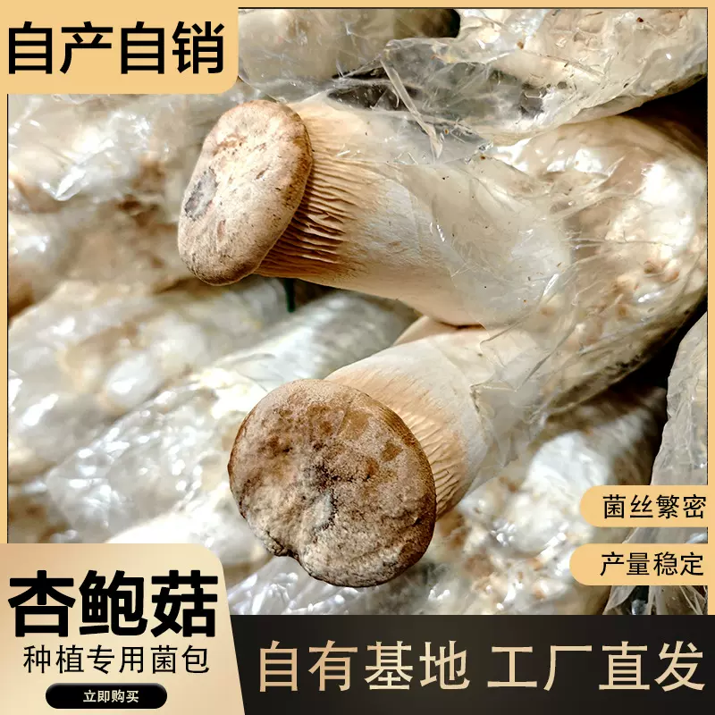 杏鲍菇菌包厂家批发适合企业个人种植出菇快易管理自种高产菌包