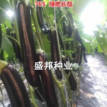 供应瑞克斯旺765 布利塔  117 102 嫁接绿把长茄苗  绿萼长茄苗