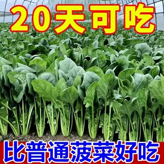 【卖爆啦】菠菜种子大叶菠菜籽高产耐热耐寒菠菜种籽秋冬蔬菜种子