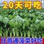 耐热秋冬大叶耐寒种籽