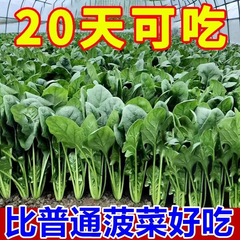 【卖爆啦】菠菜种子大叶菠菜籽高产耐热耐寒菠菜种籽秋冬蔬菜种子