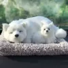 Mother and son Samoyed front squat + gray plush pad