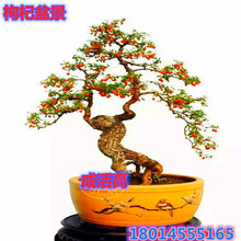 ����辰�ͺ����׮�ϻ����������������΢�����С��������