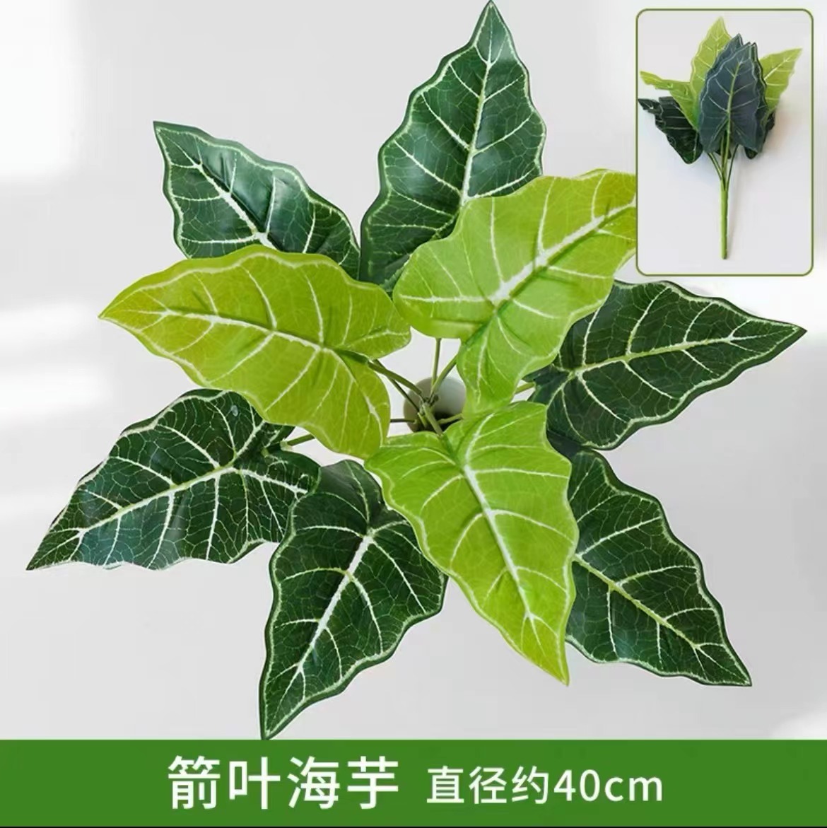 Arrowleaf alocasia