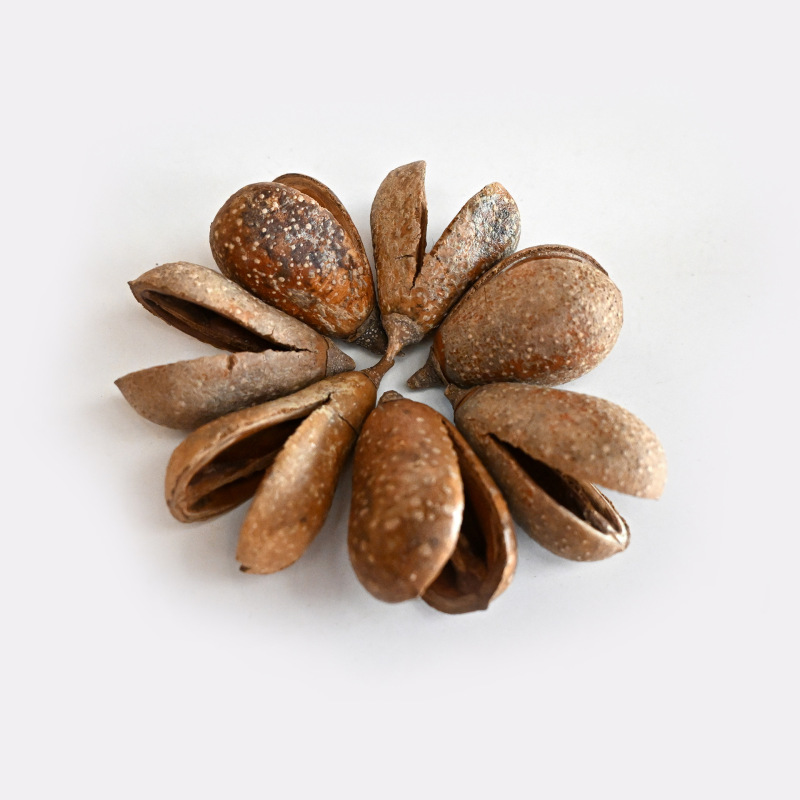 【Meteor Shell Double Petals】Imported Plant Dried Fruit Specimens Wholesale Fruit Dried Flower Material Pack Handmade DIY Accessories