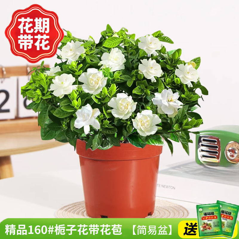 【새싹이 많음】부티크 160#치자나무 개화기에는 꽃(간단한 화분)을 넣어 영양분을 공급합니다.