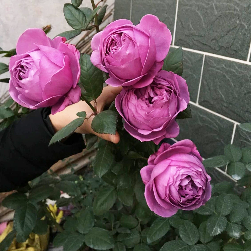 Дропшиппинг Purple Soul Perfume Rose Seedlings Purple Ice Cream Four Seasons Большие цветы Ароматные балконные дворовые растения Горшечные растения