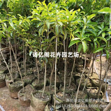 Խ�����Ĺ�������������Ĺ�����ˮ�������ϱ����Nֲ�ļ�����Y��