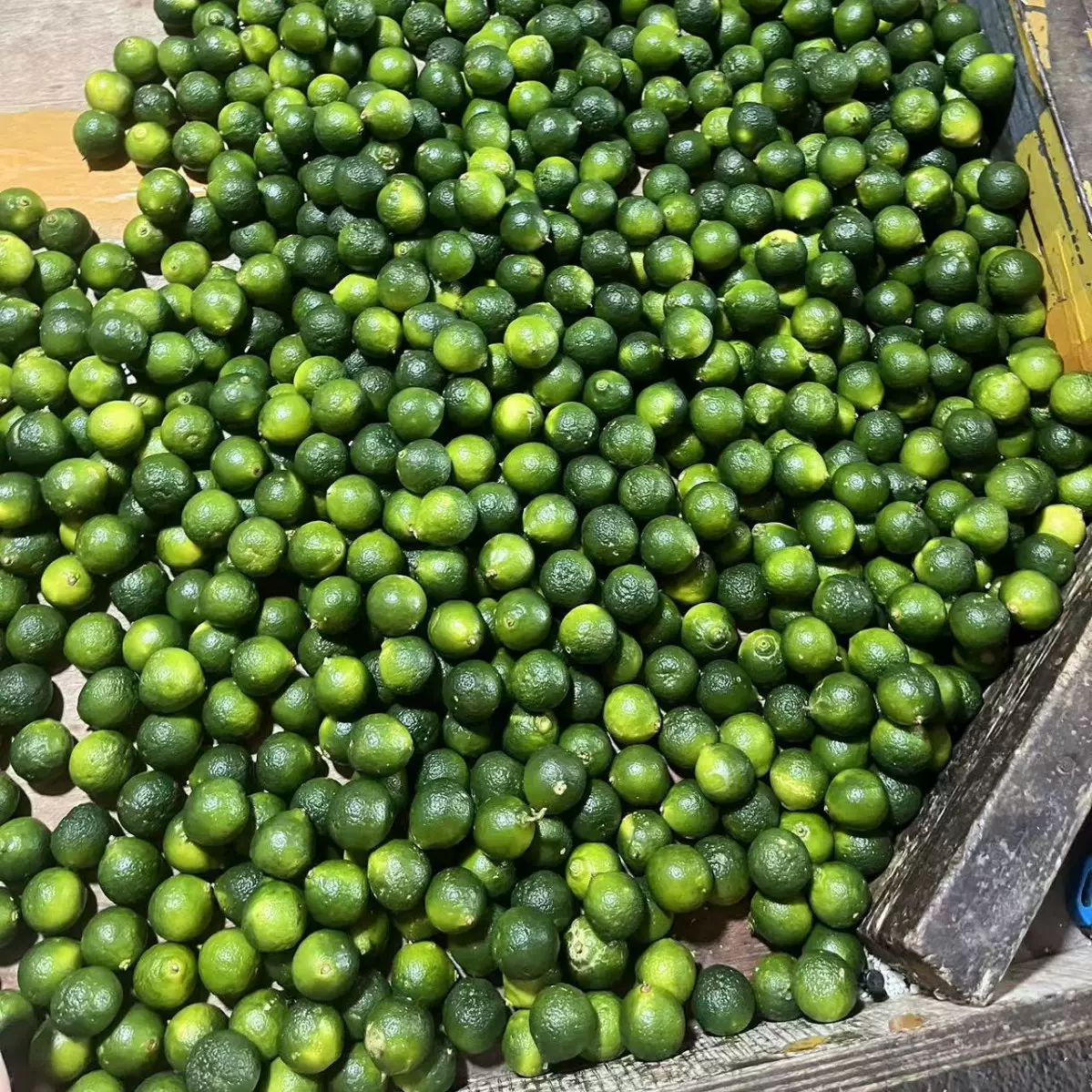 海南小金桔新鲜青金桔5斤装包邮水果青金橘柠檬茶一级小桔子批发